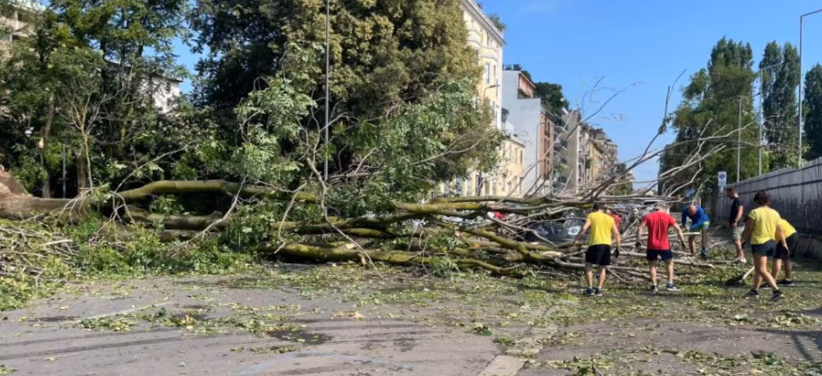 Interventi Alberi Post-Maltempo a Verona: Emergenza e Ripristino